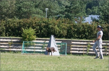 Sasha - Estonia championship 2007  in IPO 3